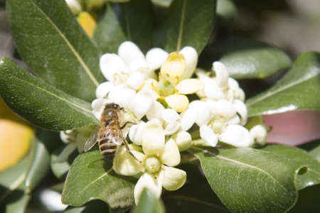 Bee on white flower and leaves 2の写真素材