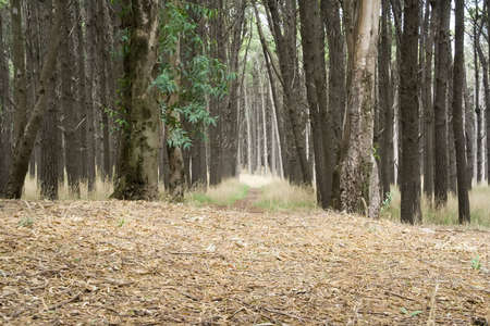 The entrance to the pine forestの写真素材