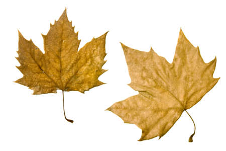 Two autumn leaves on white backgroundの写真素材