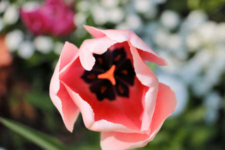 tulipの写真素材