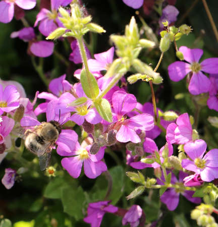 violet