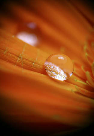 macro of waterdrop on flowerの写真素材