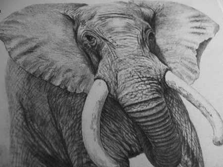 elephantの写真素材