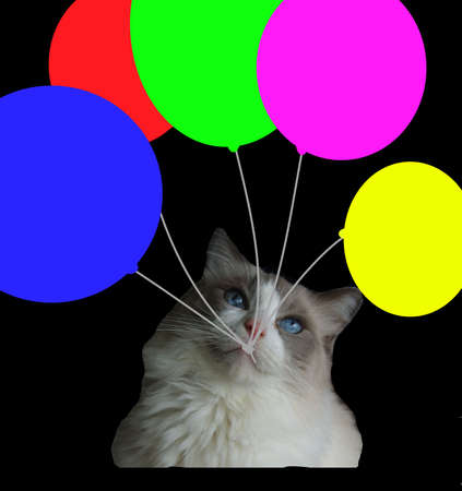 the cat with ballsの写真素材