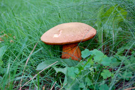 the mushroom in the meadowの写真素材