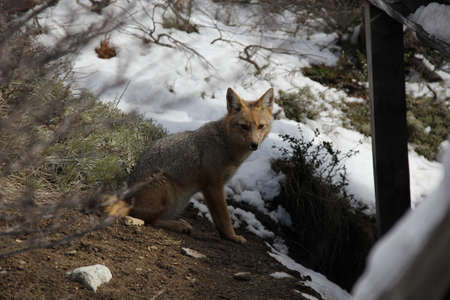 Fox in the hills of Patagoniaの写真素材