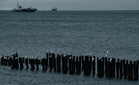 A lot of seagulls, Georgia, poti.