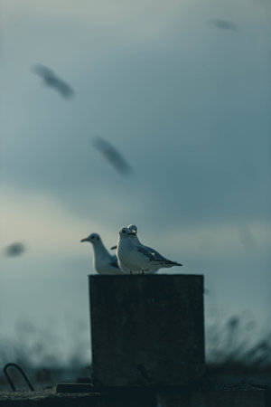 A lot of seagulls in the Black Sea beach.の写真素材
