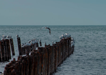 A lot of seagulls in the Black Sea beach.の写真素材