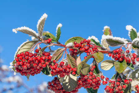 Close-up photograph of snowy rowan berries in a sunny day in winter