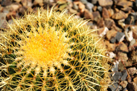 Cactus under Sunshineの写真素材