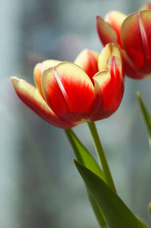 Three tulips under sunshineの写真素材