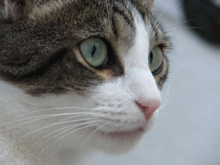 Cat eyesの写真素材