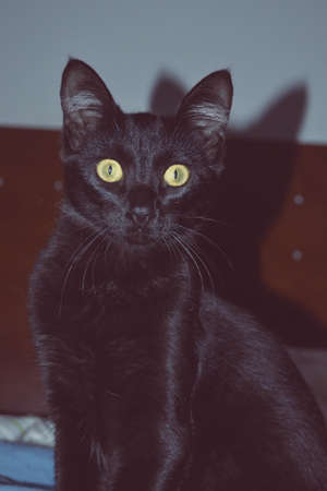 Black cat with orange eyesの写真素材