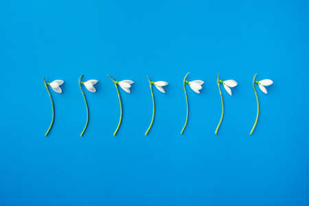 Three blooming snowdrop flowers on a bright blue background.