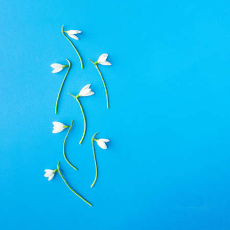 Three blooming snowdrop flowers on a bright blue background.の写真素材