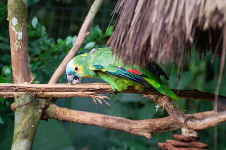 Parrot on the tree, Iguassu Fallsの写真素材