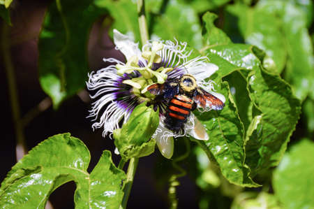 Bumbleblee and passion flower in the gardenの写真素材