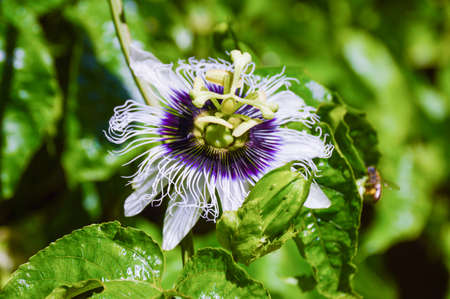 Passion flower blooming in the gardenの写真素材