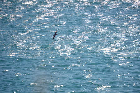 Bird flying all over the oceanの写真素材