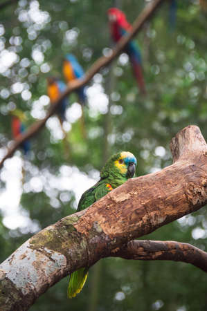 green bird parrot at Iguassu Fallsの写真素材