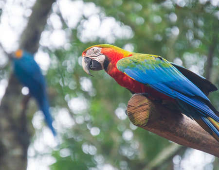 Macaw bird at Iguassu Falls, Brazilの写真素材