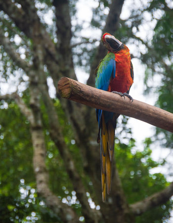Macaw bird at Iguassu Falls, Brazilの写真素材
