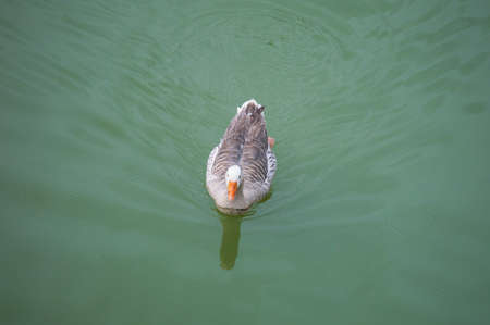 gray duck onthe lakeの写真素材