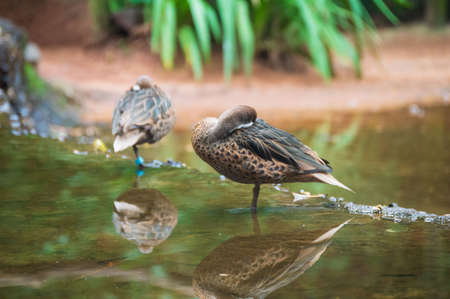 White-cheeked Pintail bird, at Iguassu Fallsの写真素材