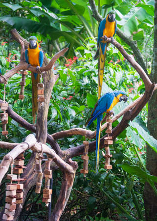 Colorful Macaw birds at Iguassu Fallsの写真素材