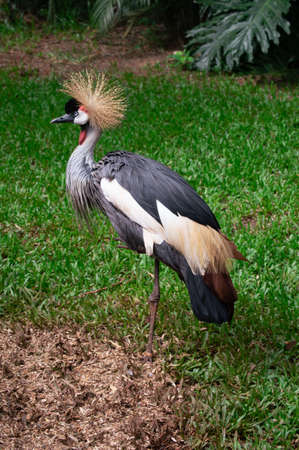 Crowned crane - Brazilian bird at Iguassu Fallsの写真素材