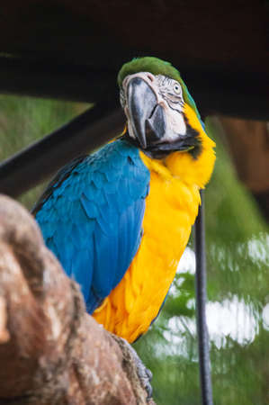 Colorful Macaw bird at Iguassu Fallsの写真素材