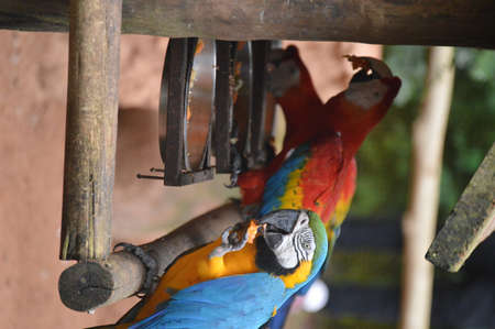 Colorful Macaw bird at Iguassu Fallsの写真素材