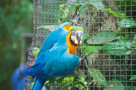 Colorful Macaw bird at Iguassu Fallsの写真素材