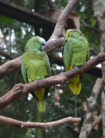 Green parrot on a tree, Brazil