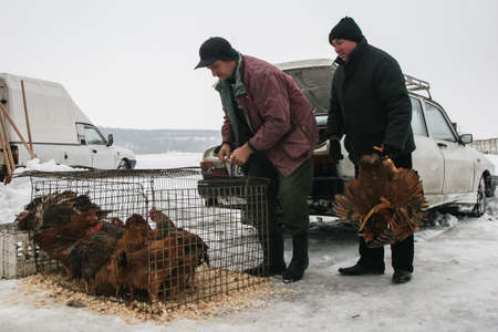 Calugareni, Romania, December 20, 2009: A man is selling chickens in the animal market in Calugareni. Before Christmas, animal breeders are selling and sacrificing their animals in animal markets and vendors are selling different products.のeditorial素材