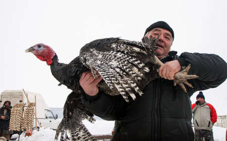 Calugareni, Romania, December 20, 2009: A man is carrying a turkey in the animal market in Calugareni. Before Christmas, animal breeders are selling and sacrificing their animals in animal markets and vendors are selling different products.のeditorial素材