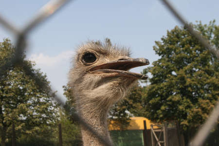 Slobozia, Romania, August 30, 2009: An ostrich is seen through a fence in the thematic park of Hermes Farm in Slobozia.のeditorial素材