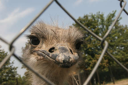 Slobozia, Romania, August 30, 2009: An ostrich is seen through a fence in the thematic park of Hermes Farm in Slobozia.のeditorial素材