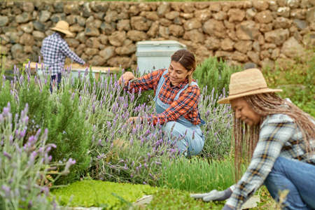Smiling multiracial harvesters cutting lavender stems on plantation