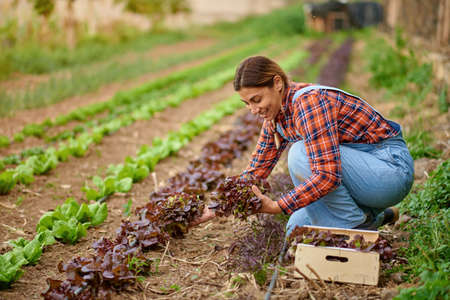 Grower picking fresh red lettuce on plantation in countrysideの写真素材