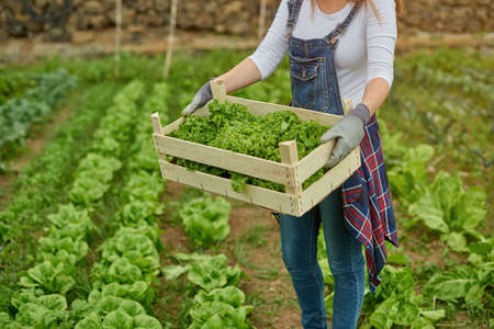 Crop farmer with green lettuce in box on plantationの写真素材