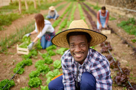 Black farmer with unrecognizable partners harvesting lettuce on plantationの写真素材