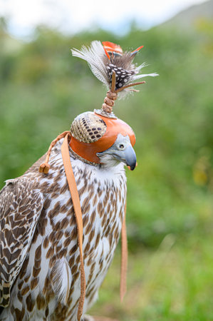 Wild bird sitting on grassy meadow