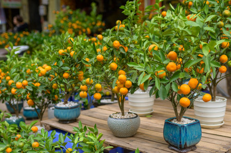 Green orange trees with ripe fruits growing in ceramic pots placed in rows on wooden table in...