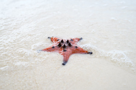 Starfish on sandy beach in Vietnam, phu quocの写真素材