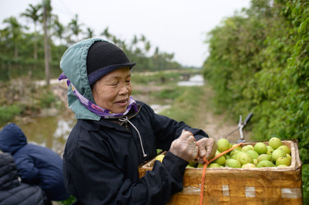Asian farmer woman with apples in the fieldのeditorial素材