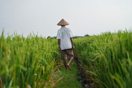 Anonymous farmer walking on rice fieldの写真素材