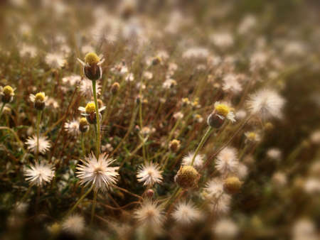 Grass flowers in sunshinedayの素材