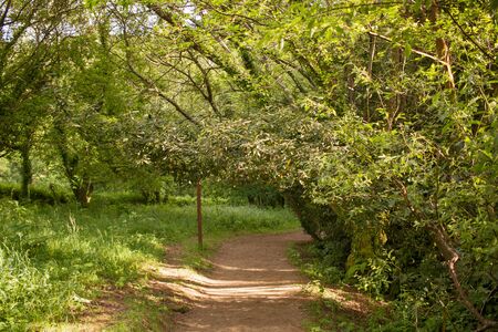 dirt road with long green trees in the natural parkの写真素材